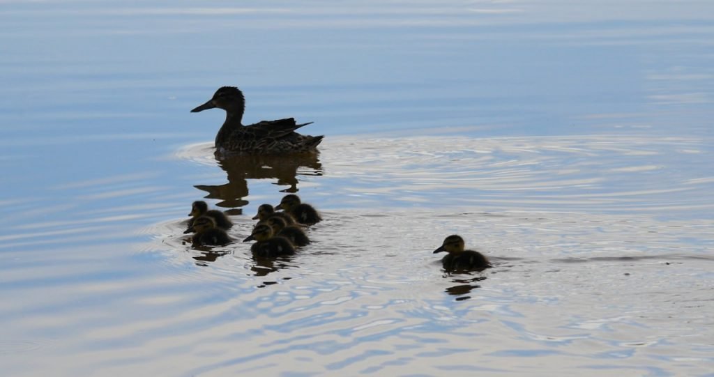 En su espejo de agua, el humedal Capellanía acoge especies nativas y migratorias. Foto: Comunicaciones de la Secretaría de Ambiente.