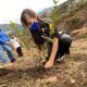 Más de 3.000 árboles han sido plantados en Entrenubes con el objetivo de iniciar los procesos de restauración. Foto: Comunicaciones, Secretaría de Ambiente.