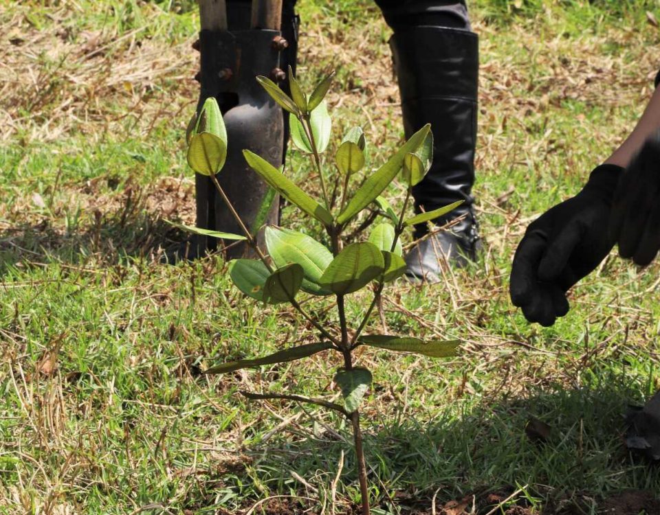 Plantamos 163 árboles en el Parque Entrenubes. Foto: Comunicaciones, Secretaría de Ambiente.