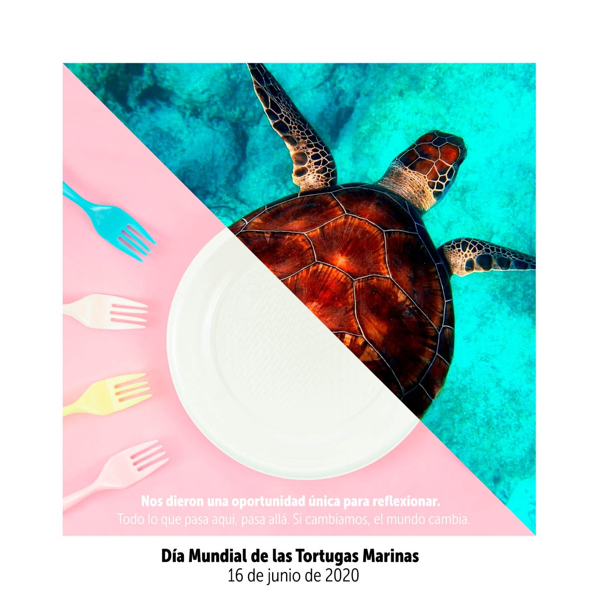 Día Mundial de las Tortugas Marinas Más de 200 millones de años enriqueciendo los ecosistemas marinos
