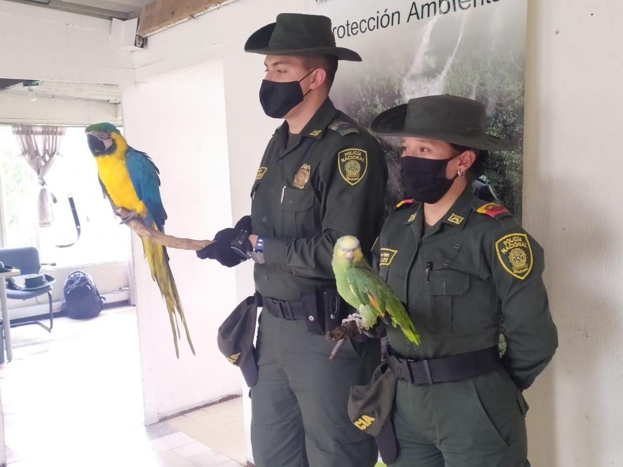 Más de 300 aves han sido recuperadas durante la cuarentena en Bogotá