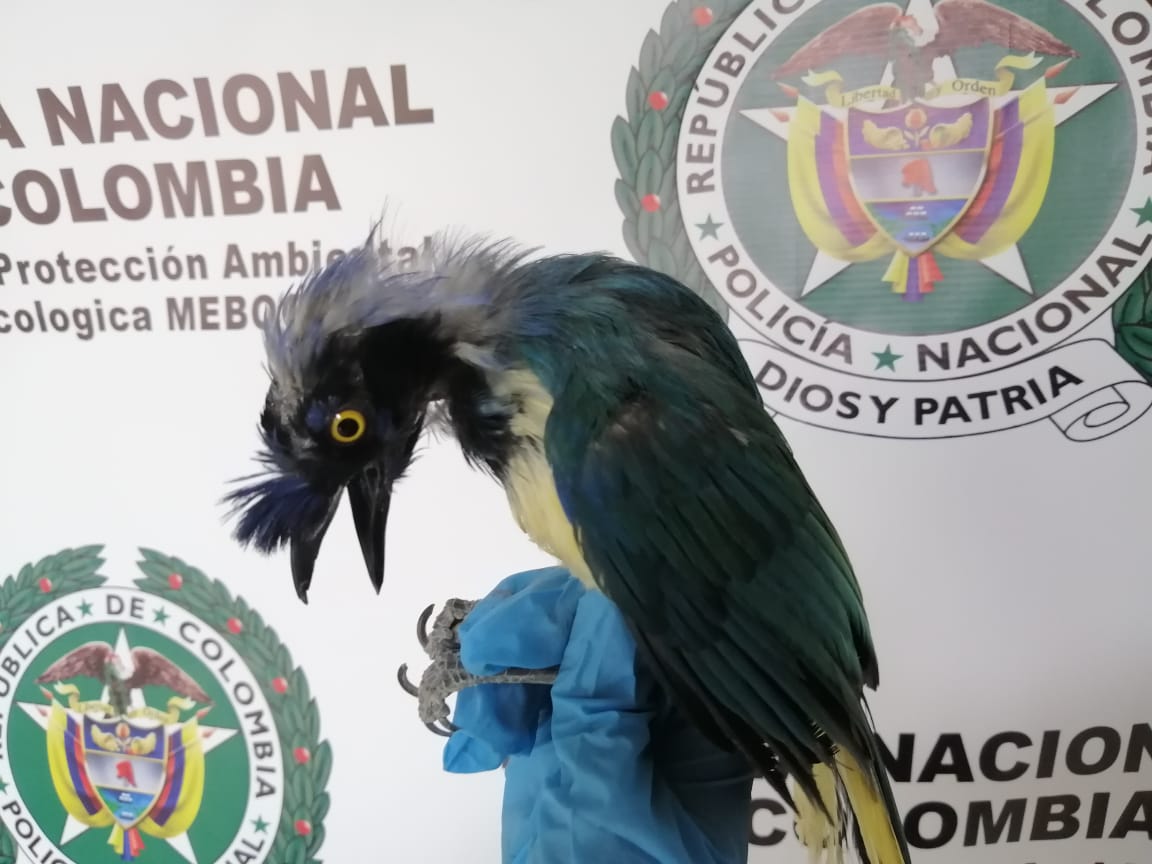 Copetón el ave de Bogotá