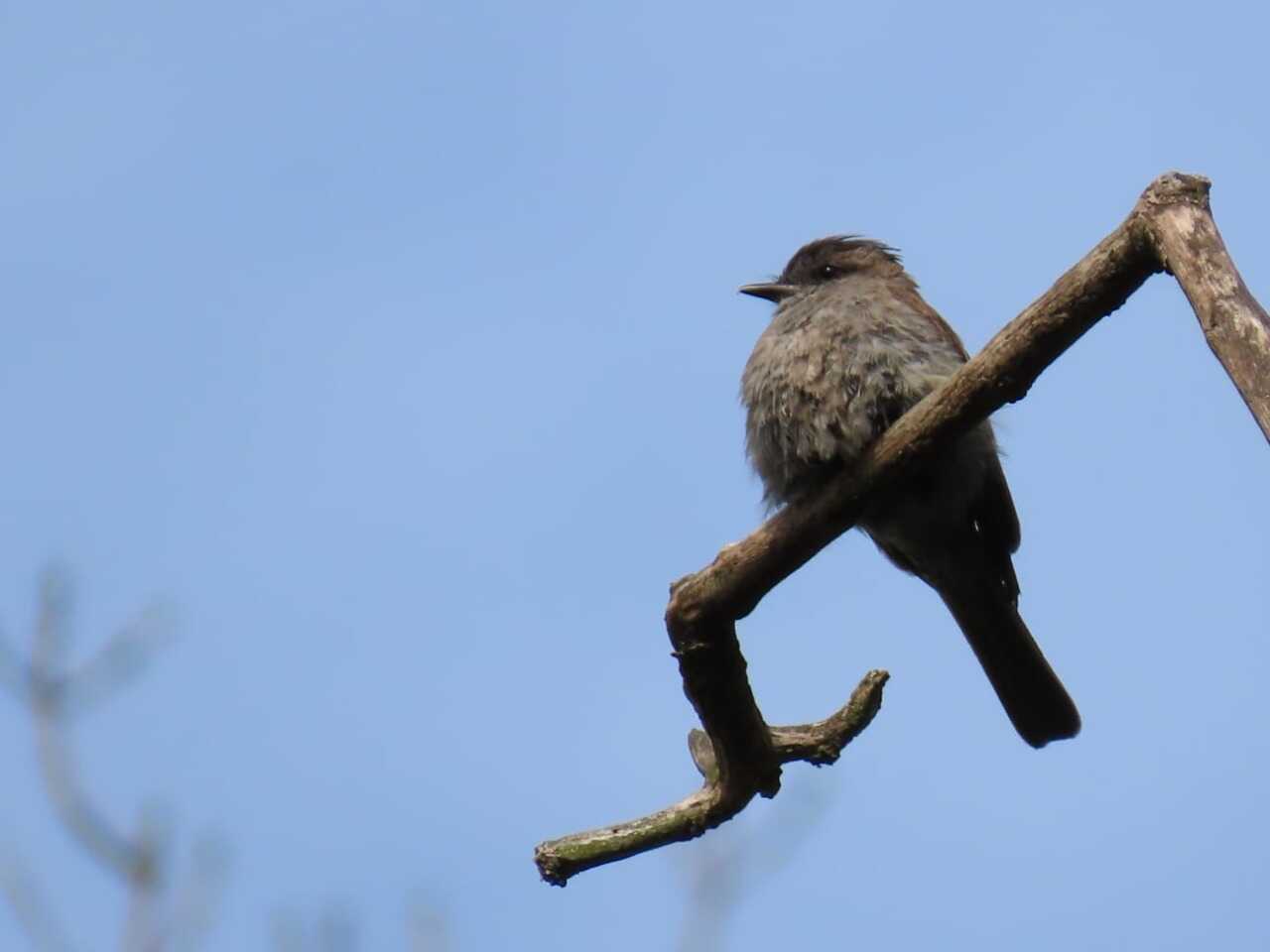 Atrapamoscas coronidorado, ave austral vista en Humedal Córdoba