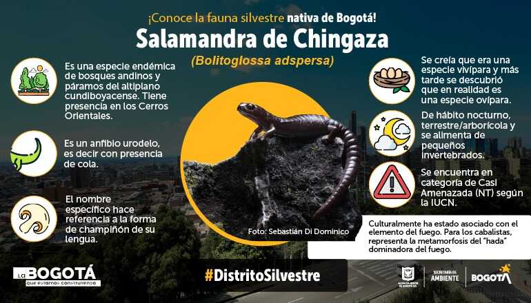 Características de la salamandra de Chingaza, anfibio que habita en Bogotá