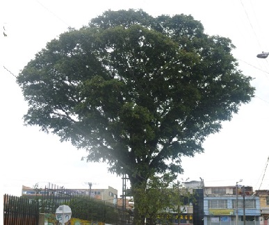 Bogotá eligió sus árboles notables del 2015