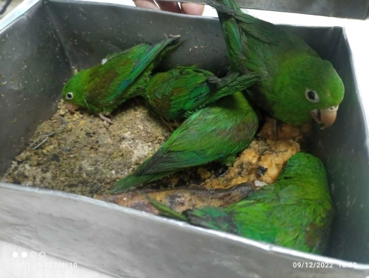 Aves silvestres incautadas en la plaza del Restrepo se recuperan en el Centro de Fauna de la Secretaría de Ambiente