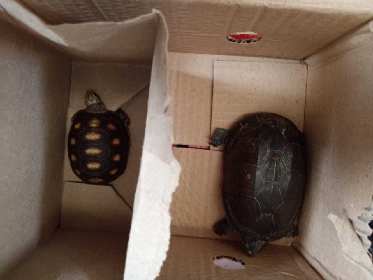 tortugas recuperadas en bogotá