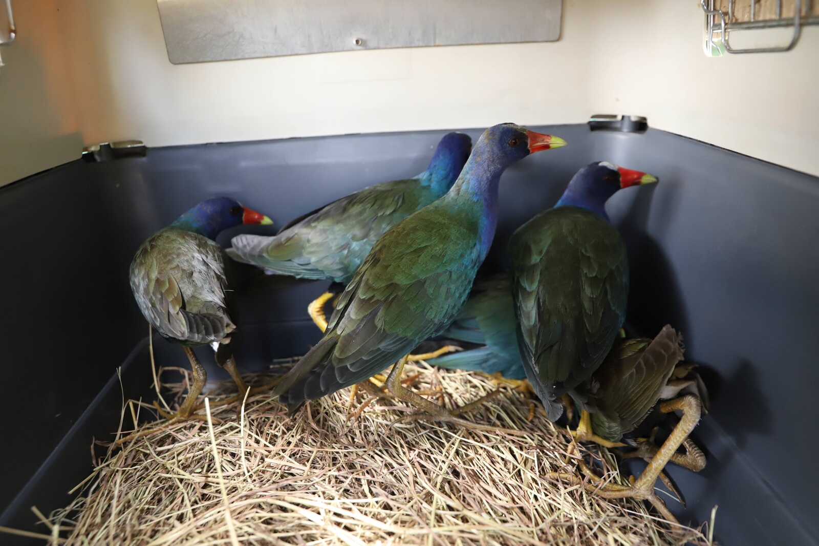 Dos mamíferos y 63 aves volvieron a la libertad en el humedal La Conejera