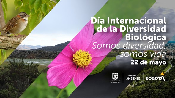 Pieza informativa Día Internacional de la Biodiversidad Biológica 