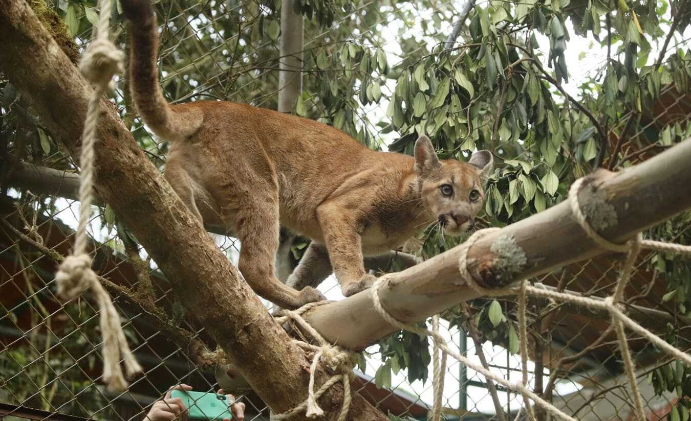 Puma hembra incautado en Bogotá fue reubicado en Garagoa, Boyacá