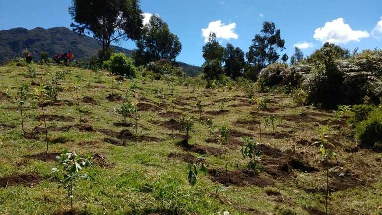 Bogotá sigue reverdeciendo: 400 árboles fueron plantados en Entrenubes