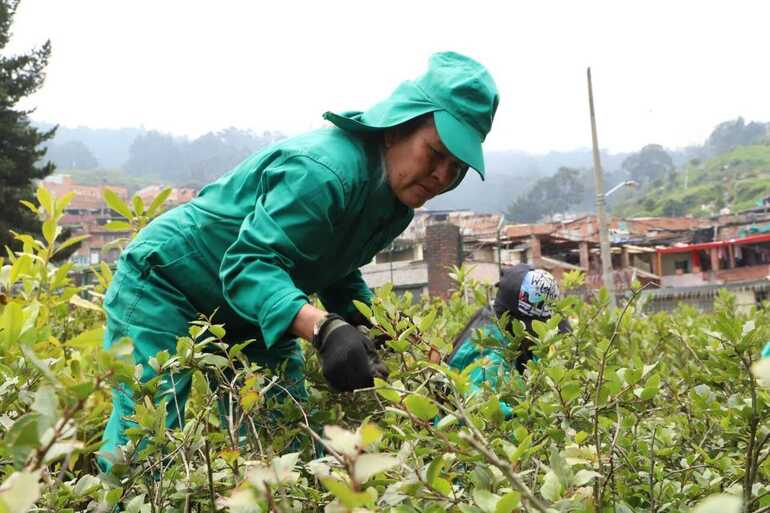Así, las Mujeres que reverdecen cuidan los árboles para la restauración ecológica de Bogotá