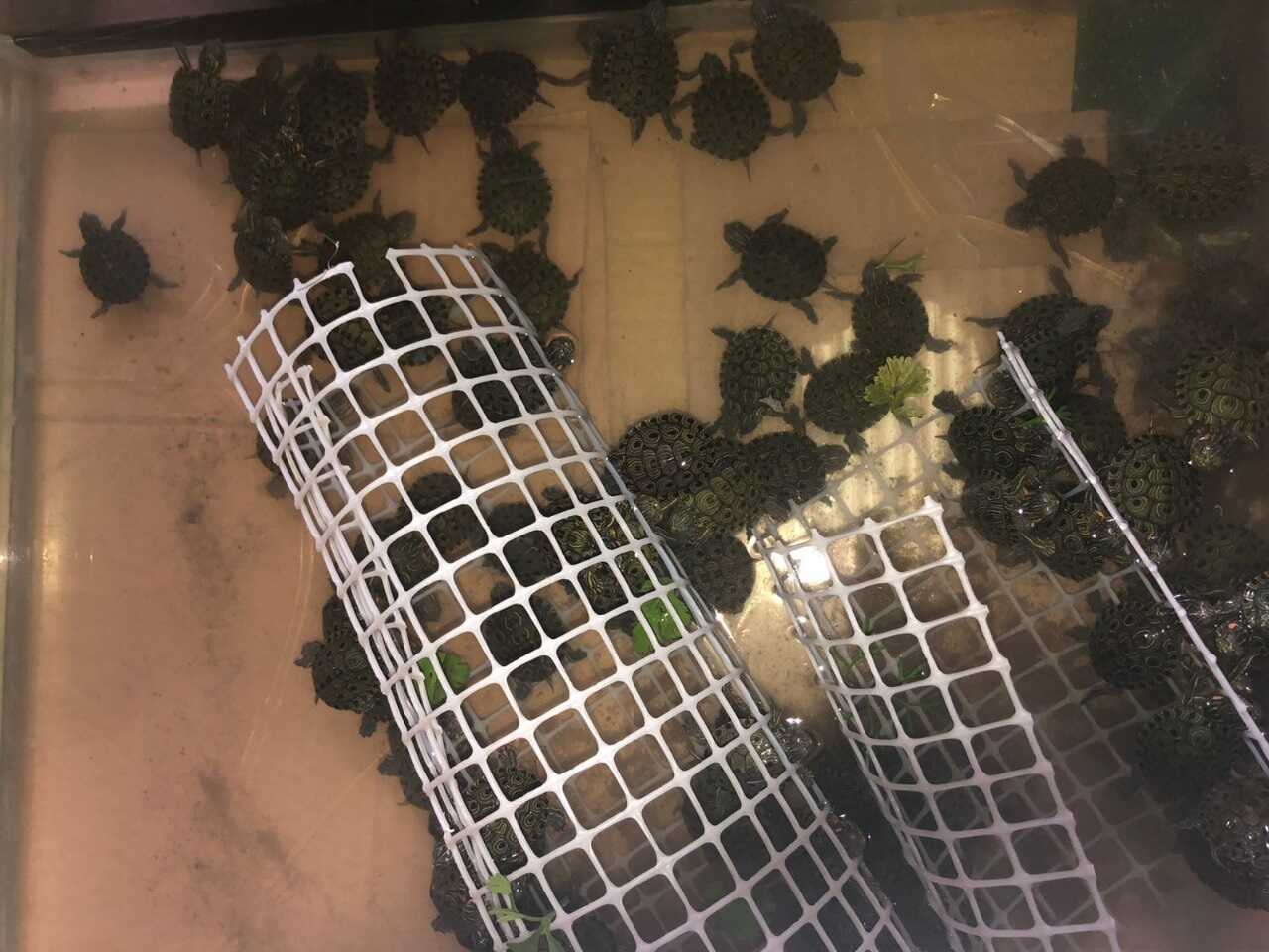 Tortugas neonatas