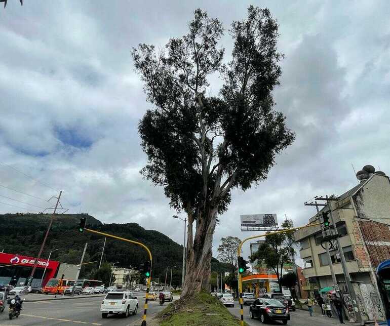 Árbol de eucalipto será intervenido en Usaquén