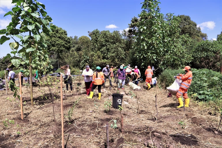 Plantaciones Bogotá: Bogotá Reverdece con 740 nuevos árboles