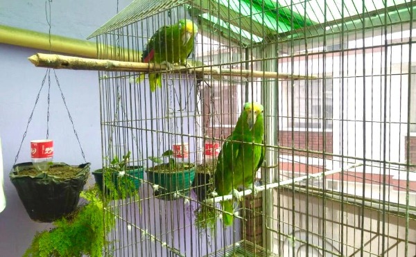 Recuperadas 11 aves silvestres que eran tenidas como mascotas en el occidente de Bogotá