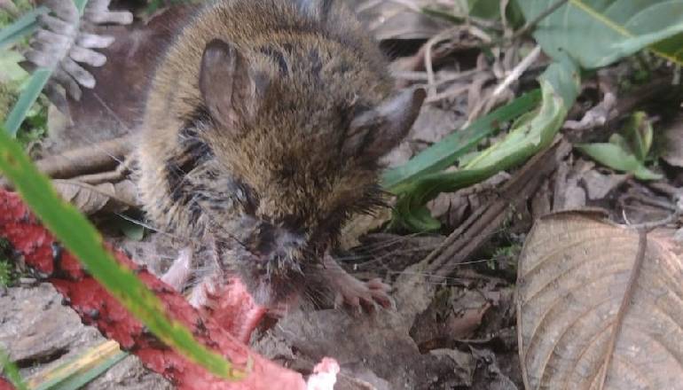 Registran un ratón de montaña en El Parque Ecológico Entrenubes