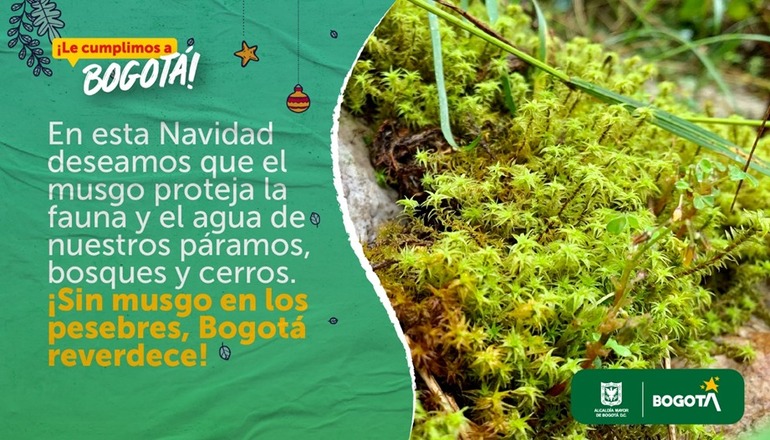 En esta Navidad deseamos que el musgo proteja la fauna y el agua de nuestros paramos, bosques y cerros