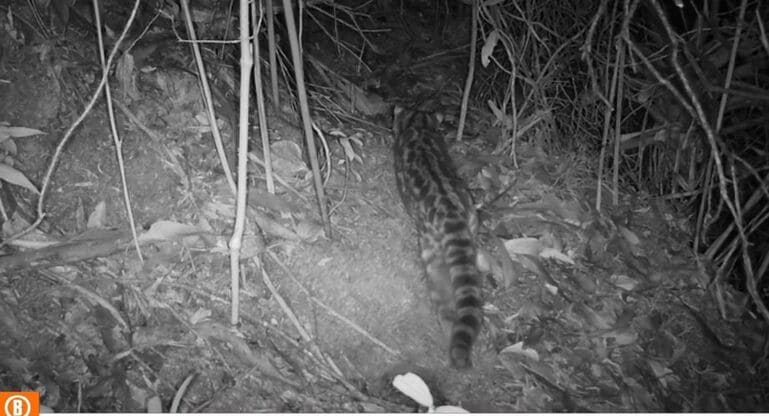 Imagen en blanco y negro de un tigrillo recorriendo ecosistemas en Bogotá