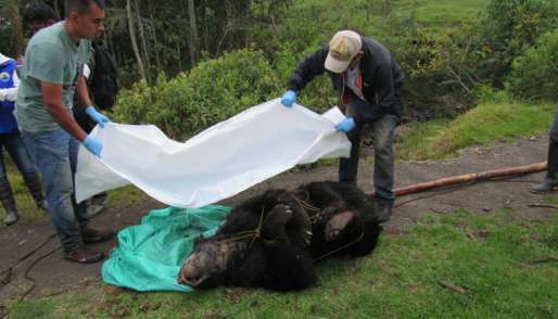 Muerte de oso de anteojos también atenta contra la seguridad hídrica de Bogotá