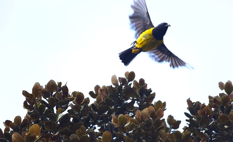 Secretaría de Ambiente ha recuperado más de 1900 aves silvestres este año en Bogotá